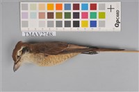 藏品(紅尾伯勞)的圖片